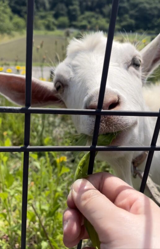 🌻 ヤギに会いに行きます 🐐